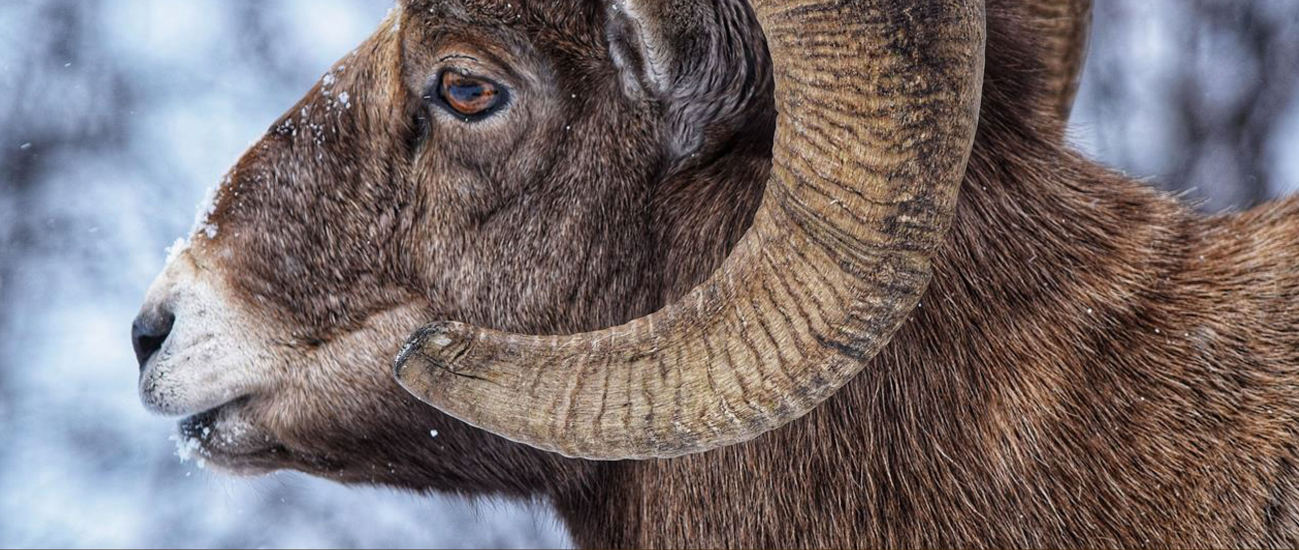 A bighorn sheep ram faces to the left of the camera, with snow in the background.