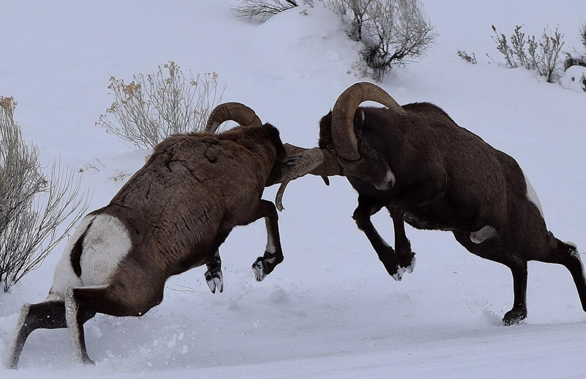 Bighorn sheep fighting