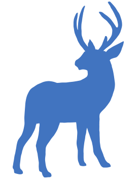 Mule Deer