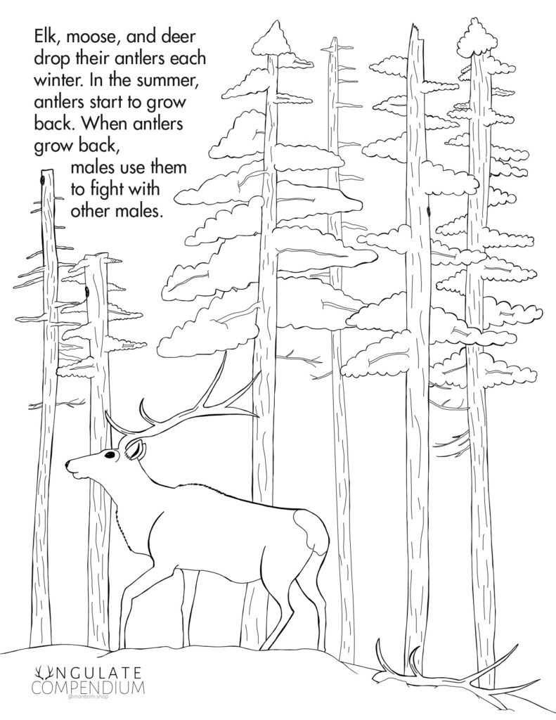 Elk and antlers coloring page
