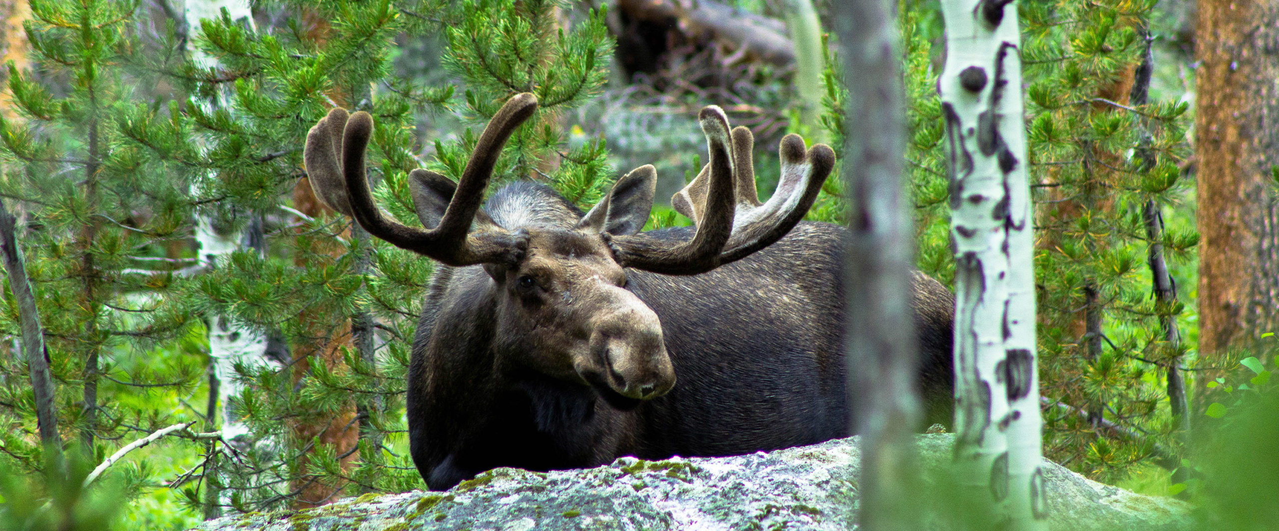 Bull moose in forest