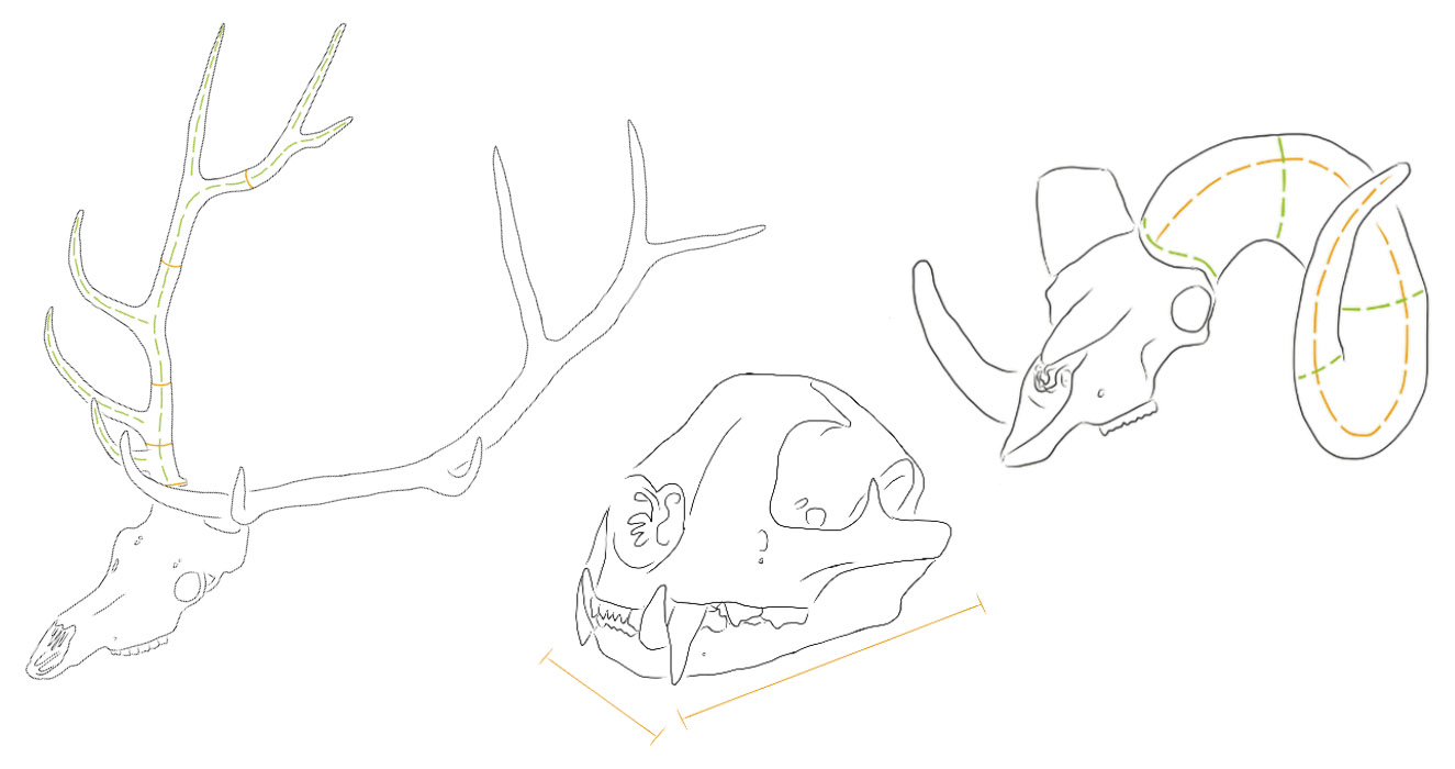 Illustrations of elk horns, skull, and bighorn sheep skull with measurements