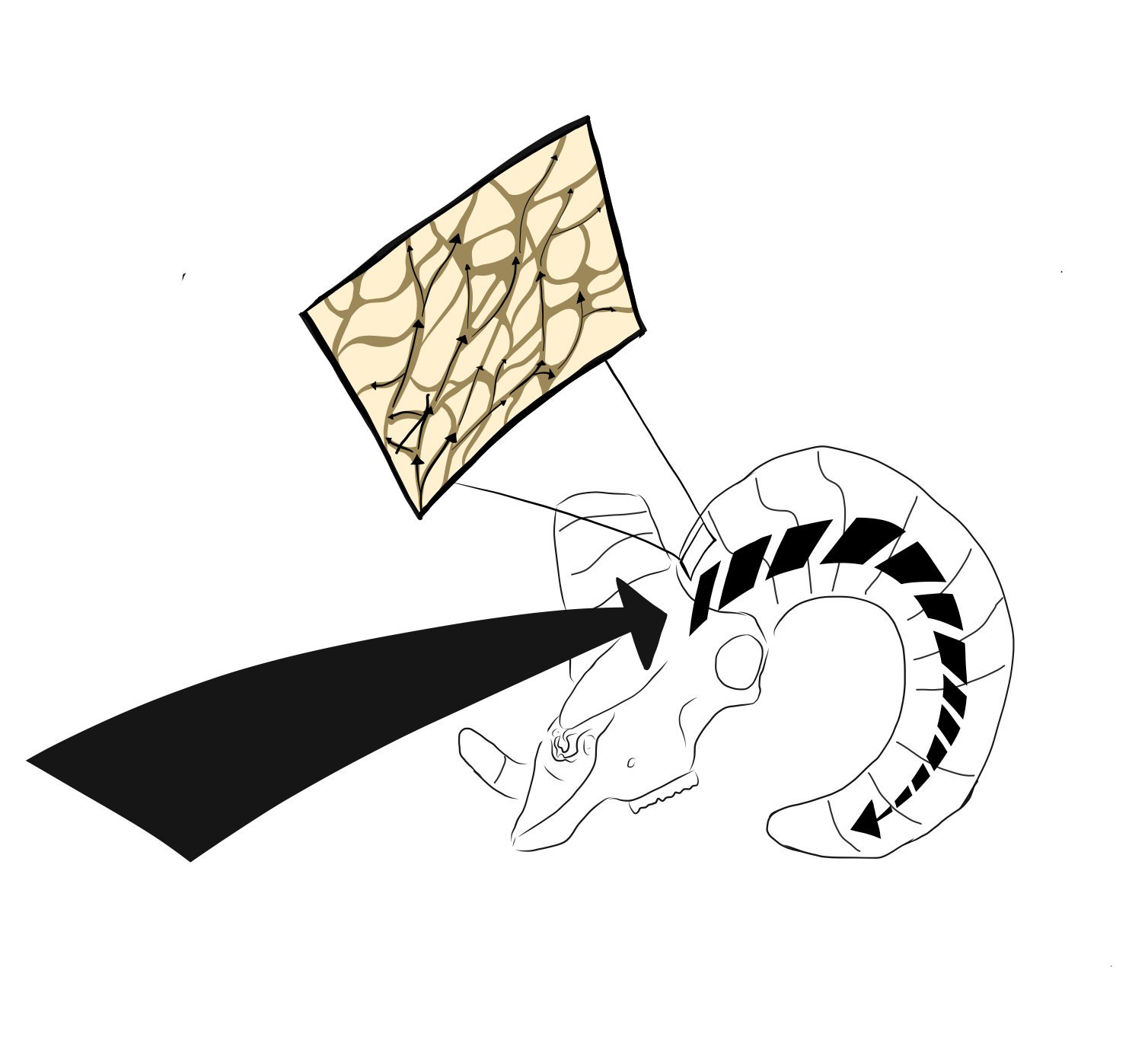 Schematic of force being applied and dissipating in bighorn sheep skull.