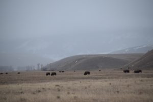 A misty grass plain is shown, dotted with brown bison.