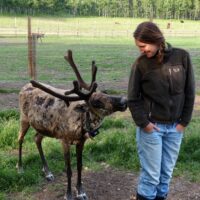 Denryter Kristen stands in a green pen habitat, looking back and smiling at a collared caribou sniffing her elbow.