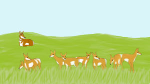 A female pronghorn watches over a herd of young pronghorn.