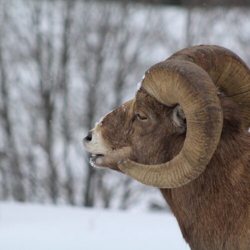 Bighorn sheep ram with a curled lip.