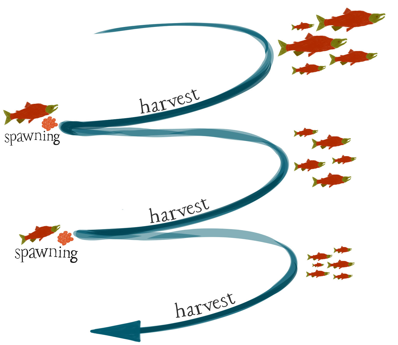 Selective harvest graphic showing spawning fish and harvested fish