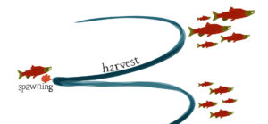 Selective harvest graphic showing spawning fish and harvested fish