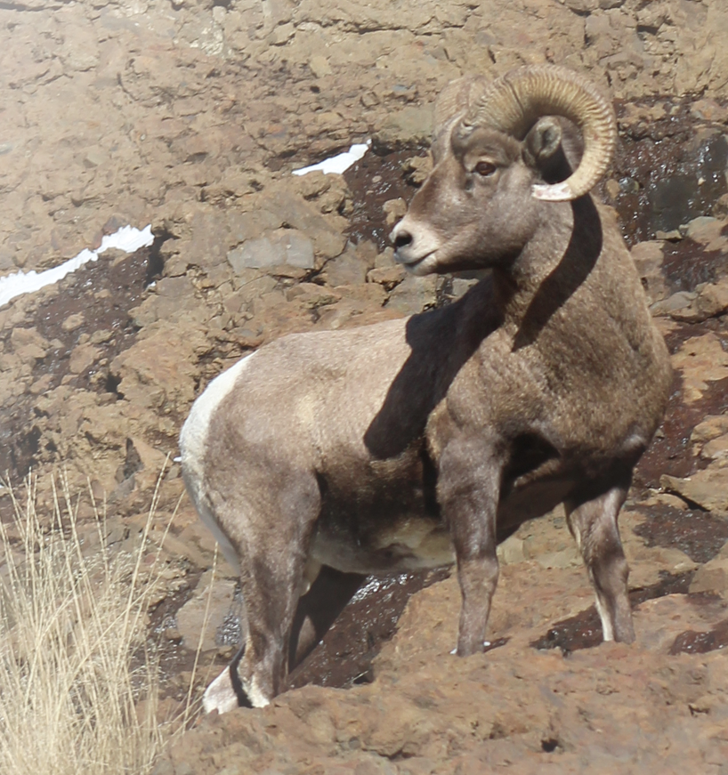 A bighorn sheep ram looks to the left of the viewer with a rocky environment in the background.