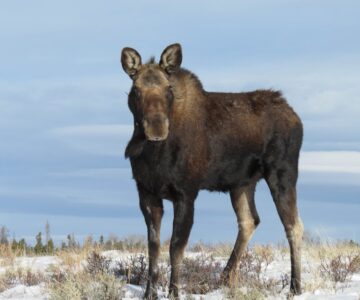 A large female moose stands in the open sagebrush, looking directly at the camera. Her coat is thick and healthy, and the sky behind her is a clear blue.