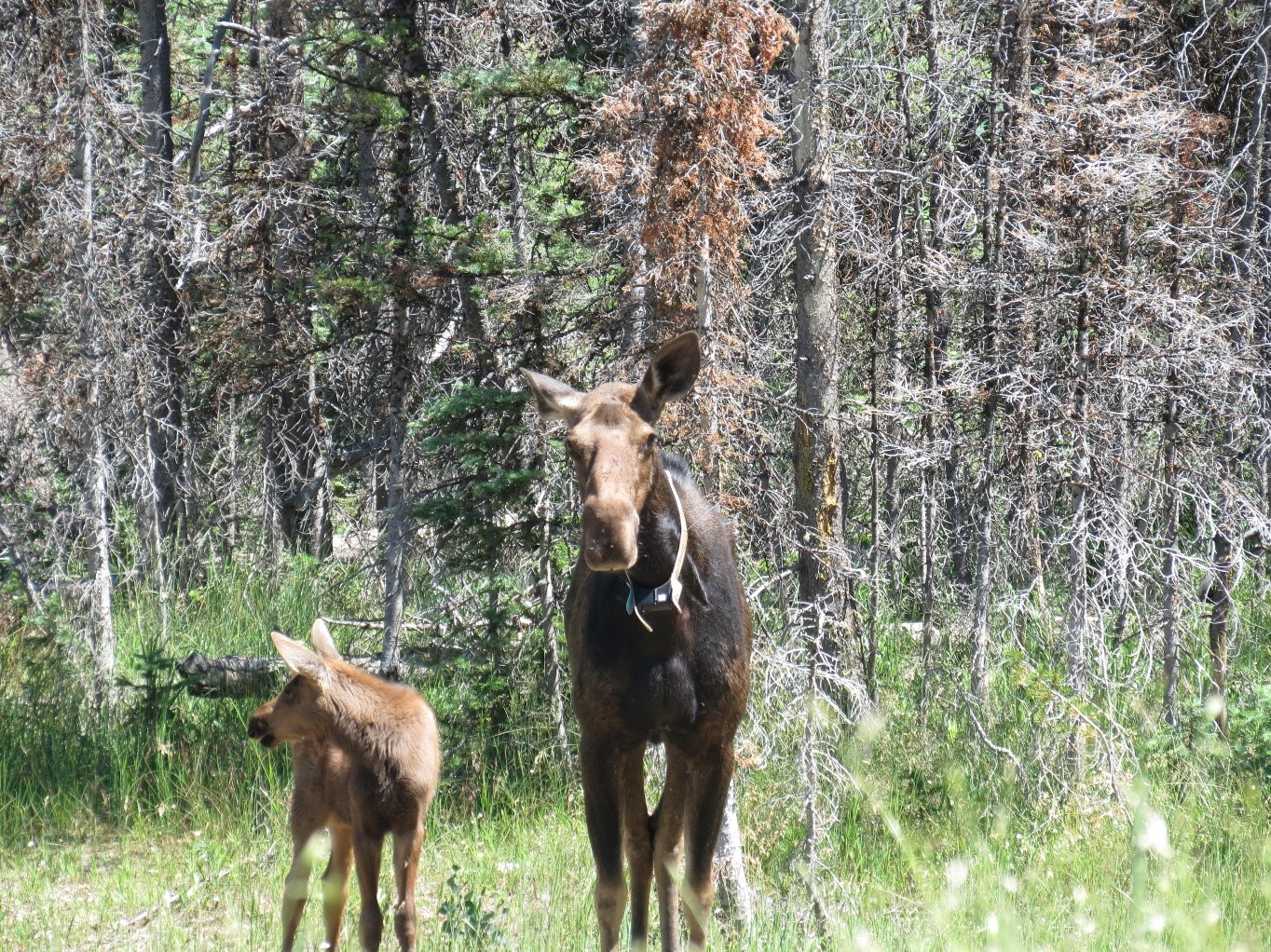 Collared moose with calf