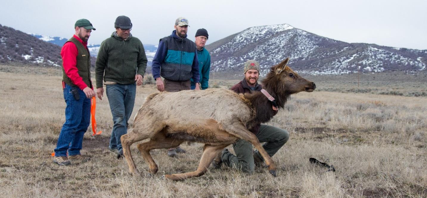 A group of men stand near a collared elk, being released and running away.