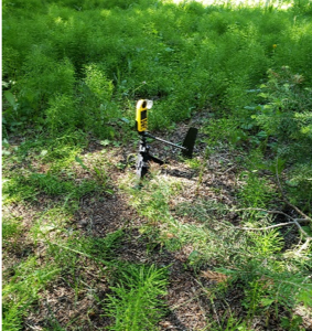 A yellow weather monitoring device sits in a moose's bed site, with grass trampled down and bare ground showing. The surroundings are lush and green with vegetation.