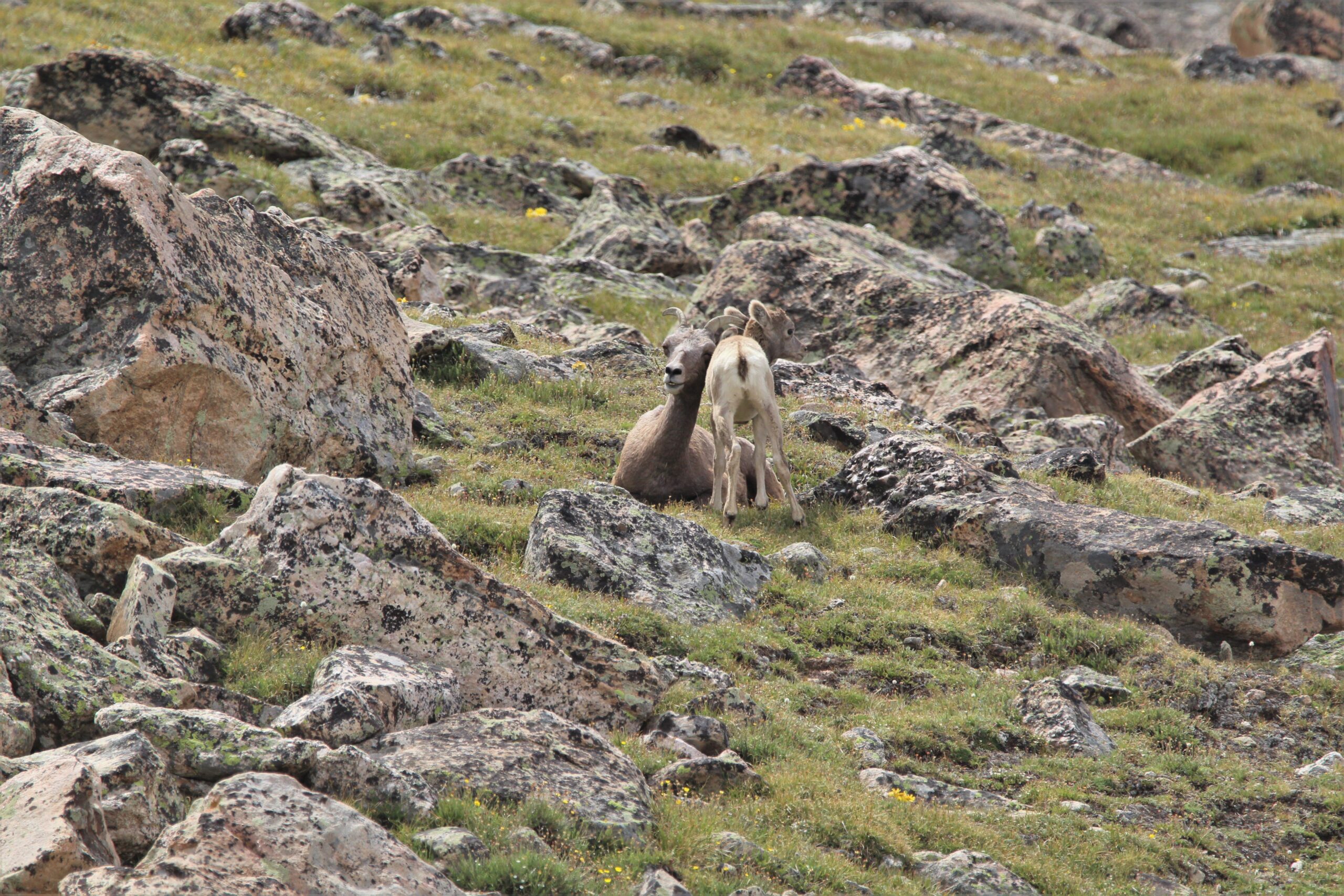 A bighorn ewe lays in a grassy spot among a rocky habitat. Her young lamb leans against her.