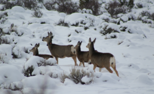 A female mule deer with 3 young fawns in the snow.