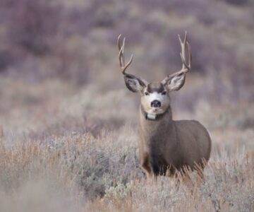 A mule deer buck with large antlers (4 points on each side) and a thick neck stands in chest-high sagebrush, looking directly at the camera. The buck is wearing a GPS collar around his neck. The buck’s coat matches the colors of the sagebrush.