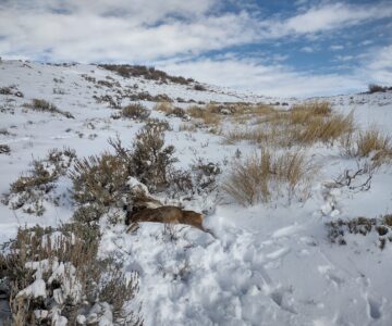 A mule deer wearing a GPS collar lies dead in snow with her head turned towards her rump. She is emaciated, and she has no obvious signs of predation or scavenging. The landscape has patchy shrubs and dead grasses and is covered with a few inches of snow.