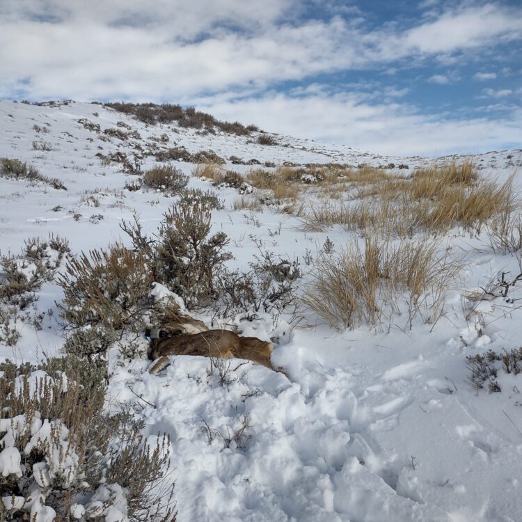 A mule deer wearing a GPS collar lies dead in snow with her head turned towards her rump. She is emaciated, and she has no obvious signs of predation or scavenging. The landscape has patchy shrubs and dead grasses and is covered with a few inches of snow.