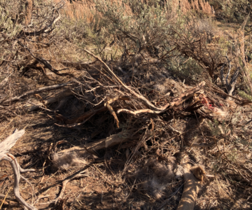 The remains of a mule deer stick out from under a sagebrush bush. The remains include a few legs, some hair, and what looks like a small amount of muscle. The remains are covered by dead sagebrush branches and other dried vegetation.