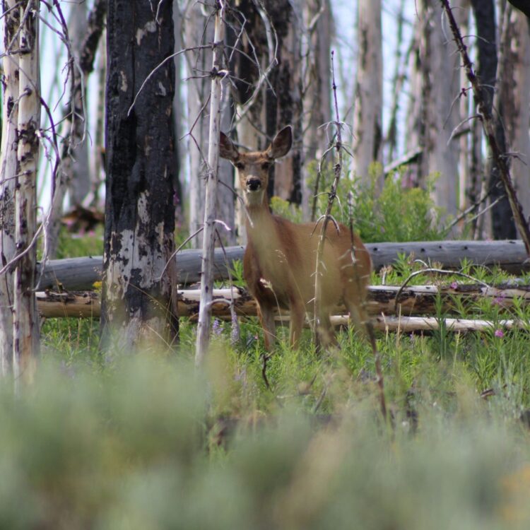 A female mule deer looks through trees with burn scars. The overstory is only dead, charred trees. The understory is full of lush, green fireweed that is as tall as the deer in some places.