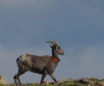 A bighorn sheep ewe wearing a GPS collar struts among short alpine vegetation and small granite rocks.