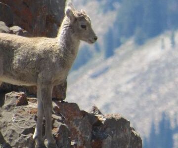 A bighorn sheep lamb stands on a cliff's edge and looks over a canyon. It looks like their first winter coat is starting to come in.