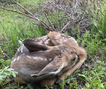 A mule deer fawn is curled into a ball, with its nose tucked into the crook of its back leg. It sits under a bare rose bush and among lush green flowers and grasses.