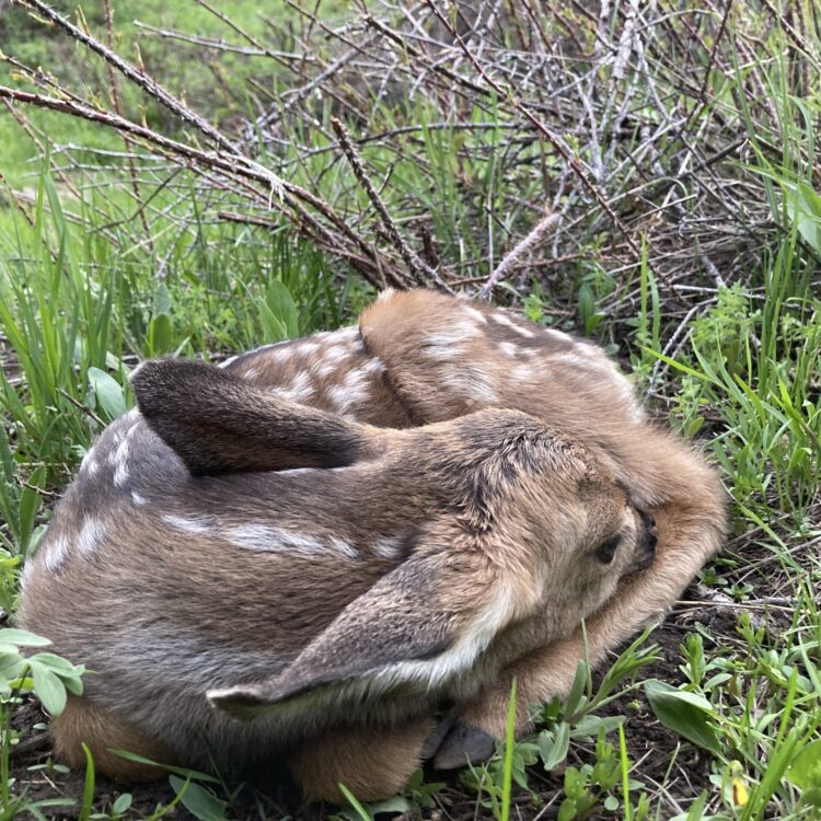 A mule deer fawn is curled into a ball, with its nose tucked into the crook of its back leg. It sits under a bare rose bush and among lush green flowers and grasses.