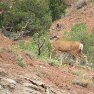 A mule deer in her summer coat walks up a hill covered in red soil. There are a few juniper trees and patches of short shrubs, but otherwise the landscape is mostly soil. She is wearing a GPS collar, and appears to be glancing at the camera out of the side of her eye.
