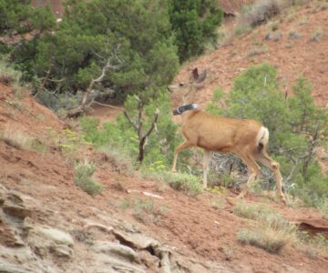 A mule deer in her summer coat walks up a hill covered in red soil. There are a few juniper trees and patches of short shrubs, but otherwise the landscape is mostly soil. She is wearing a GPS collar, and appears to be glancing at the camera out of the side of her eye.