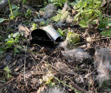 A small GPS collar used for fawns lays on top of a pile of fawn hair and forest debris. No other signs of what was a mule deer fawn are obvious.