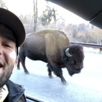 A man wearing a ball cap sits in the driver's seat of a vehicle, and is taking a selfie with a bison walking along a paved road.
