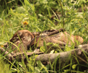 A mule deer fawn lies curled up, with its head tucked under its back legs. It is resting next to a fallen branch, and surrounded by green, dense, lush vegetation.