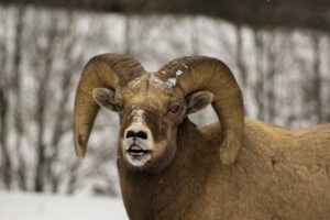A bighorn ram with a full horn curl lifts his upper lip to scoop pheromones in the air into his nostrils. Light snow is falling, and the area around him is covered in snow.