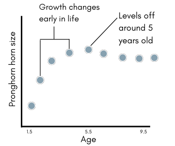 Pronghorn growth figure