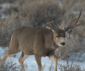 A mule deer buck walks through shrubs, with eyes on an unseen target. He has large antlers, and they are asymmetrical. There are 6 tines on his left antler and 5 tines on his right antler. He is wearing a GPS collar. There are a few inches of snow on the ground.