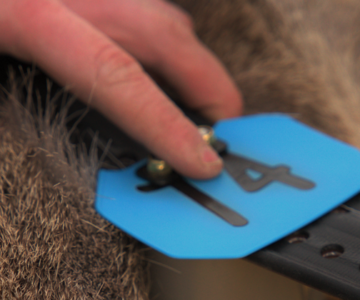 A hand positions a GPS collar on a mule deer neck. The mule deer is laying on a yellow mat, and her collar has a tag that is blue and inscribed with the numbers "74."