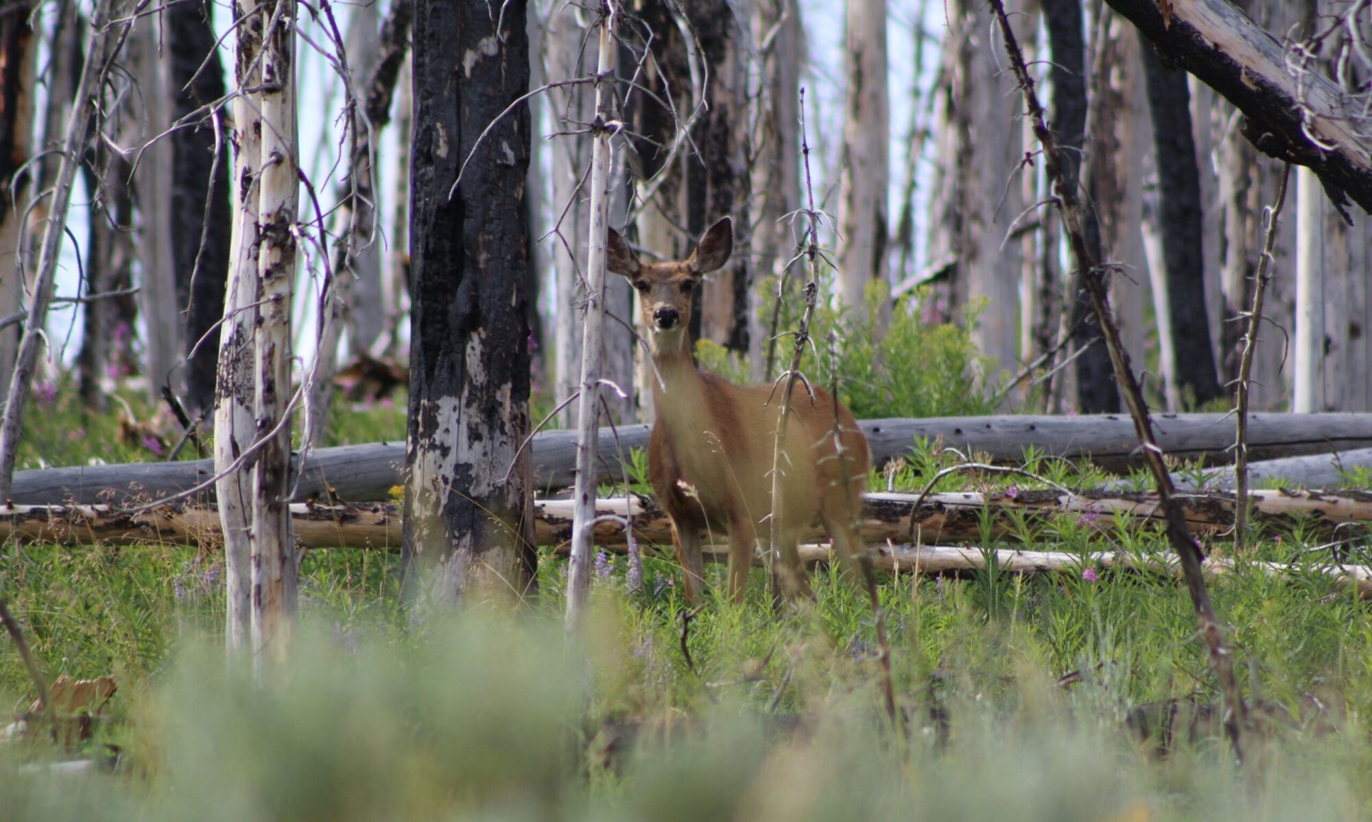 A mule deer doe in a stand of burned trees. Wildflowers bloom along the ground.
