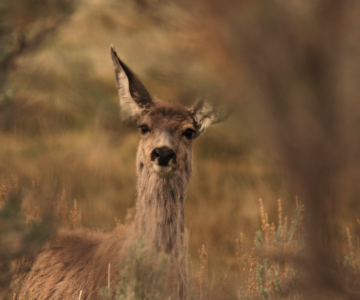 Female mule deer staring at the viewer.