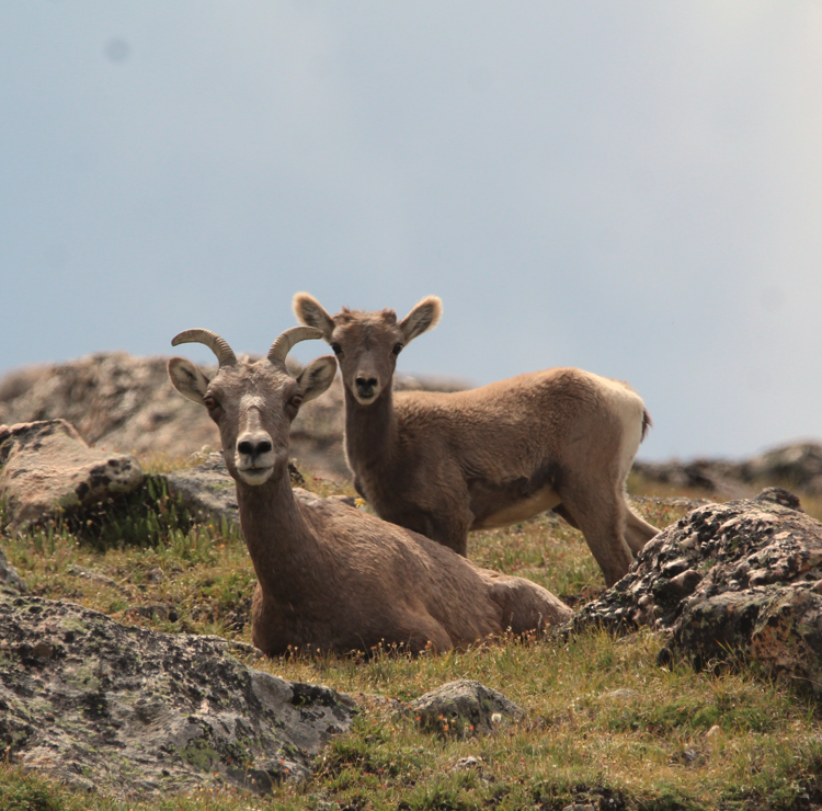 A bighorn sheep ewe in her summer coat lies in front of a few-month-old lamb. They are in a bed of short, alpine plants with large, lichen-covered rocks.