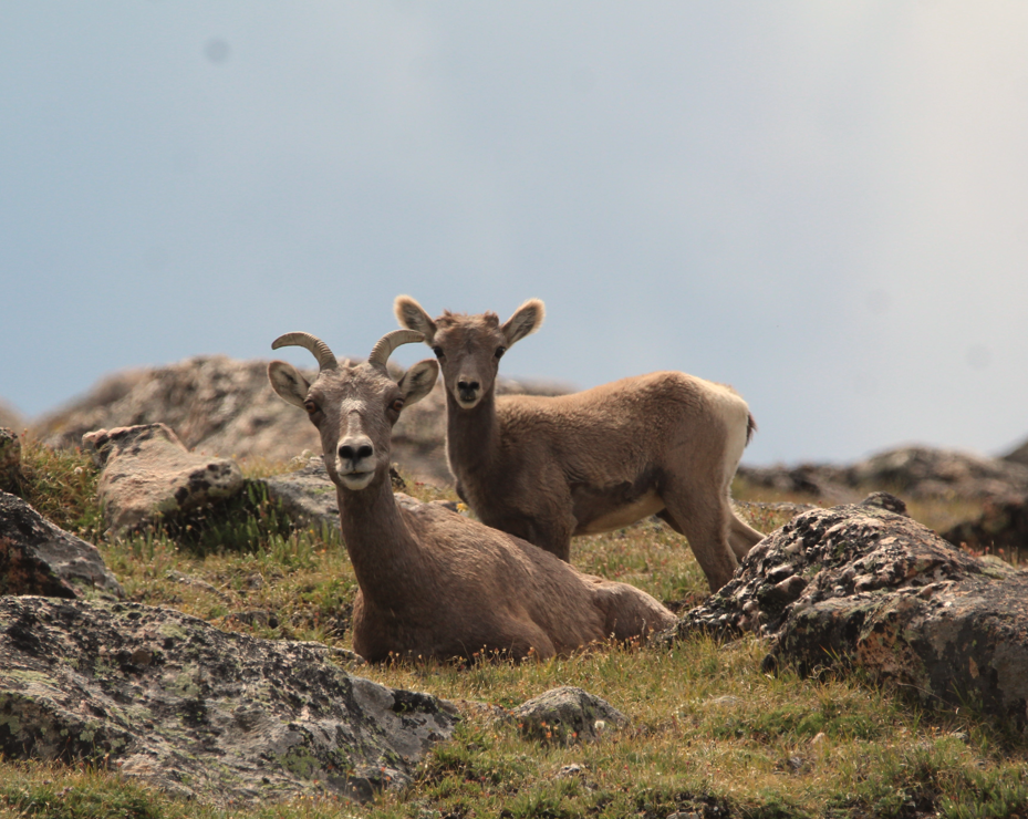A bighorn sheep ewe in her summer coat lies in front of a few-month-old lamb. They are in a bed of short, alpine plants with large, lichen-covered rocks.