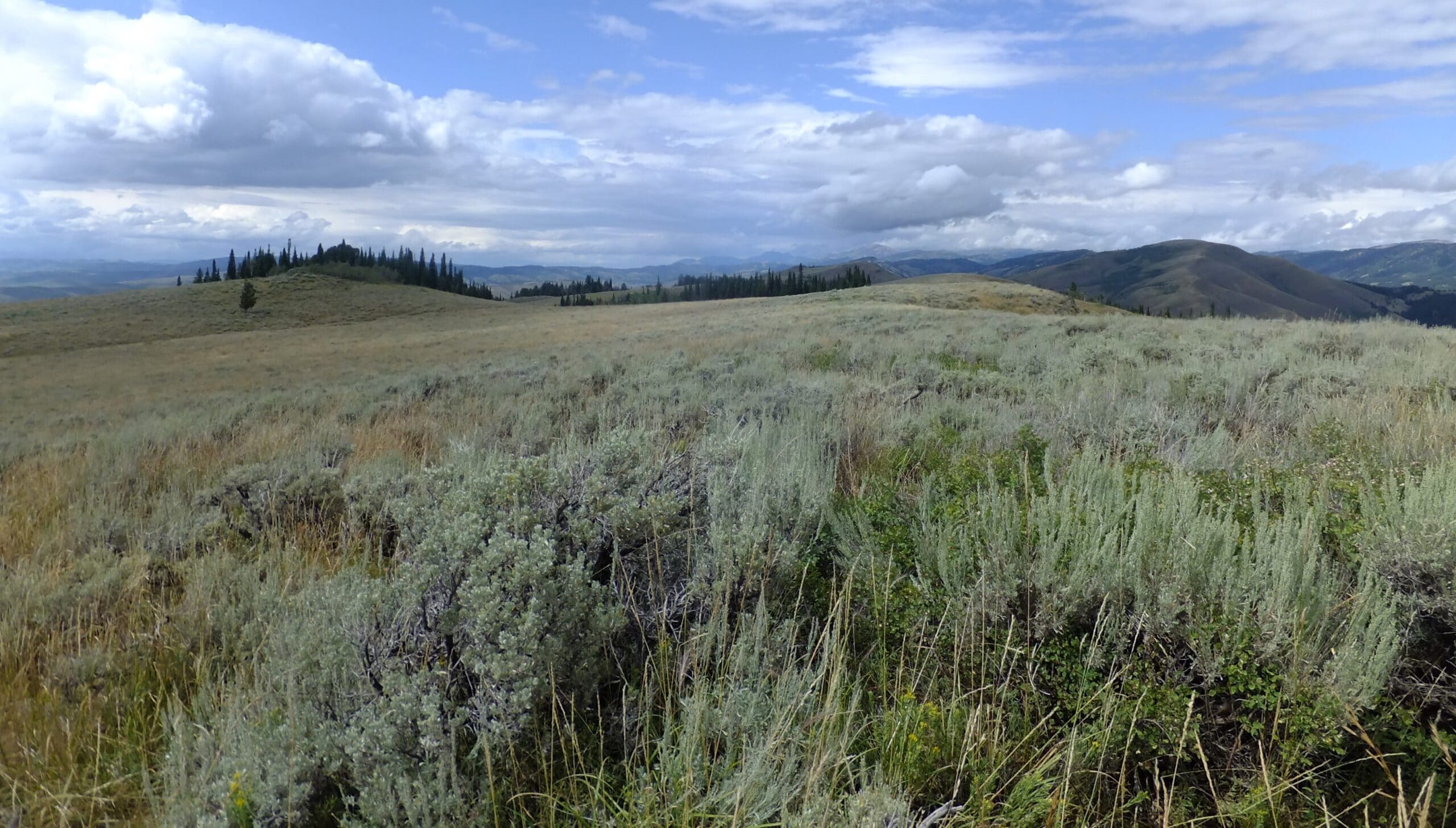 Vast, open spaces in the Wyoming Range. The dense vegetation in the foreground is lush and green, indicating that it is mid-summer. The sky is blue with white, puffy clouds. There are no roads, trails, power lines, or any other signs of humans anywhere in the photo.