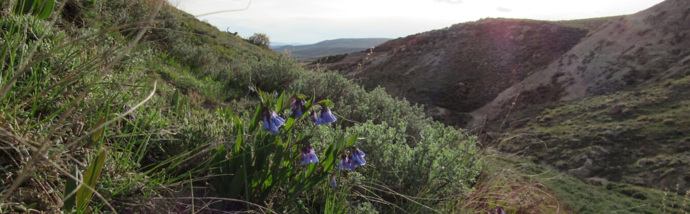 Flowers with green leaves and flowers that are purple-blue and have bell-shaped flowers that hang towards the ground. Flowers are intermixed with grasses and shrubs. There are rolling hills with patchy vegetation in the background.