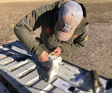 A scientist using the tailgate of a pickup truck as a makeshift table while out in the field, with a small yellow tape measure wrapped around the base of a pronghorn. Hunting tags, envelopes for teeth, and a pronghorn sheath litter the tailgate.