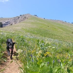 Ovis, an energetic black dog, walking on a trail on a ridge. She is surrounded by lush plants, including yellow and purple flowers. Her tongue is hanging out and her ears are perky.