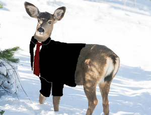 A female mule deer wearing a business suit.