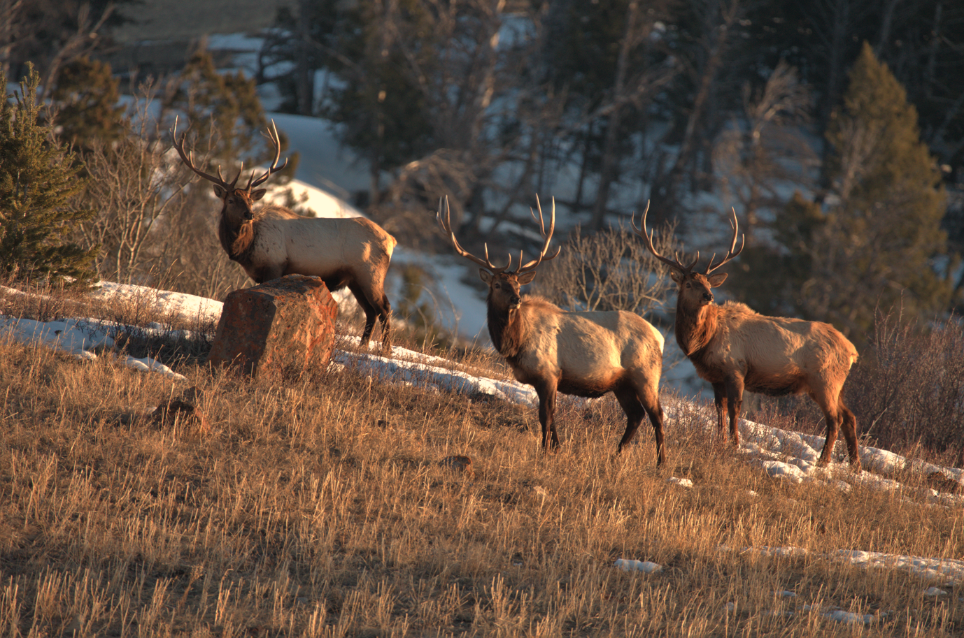 Three male elk with large antlers stand on a grassy hill, morning sun glancing off their coats.