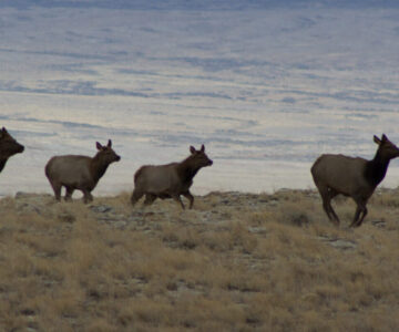 A group of female elk running on a grassy hill top.
