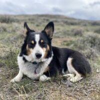 Hayduke Hayduke, a corgi with black, white, and brown, takes a break in some sagebrush. She looks tired, as though she has been running through the sagebrush for days.